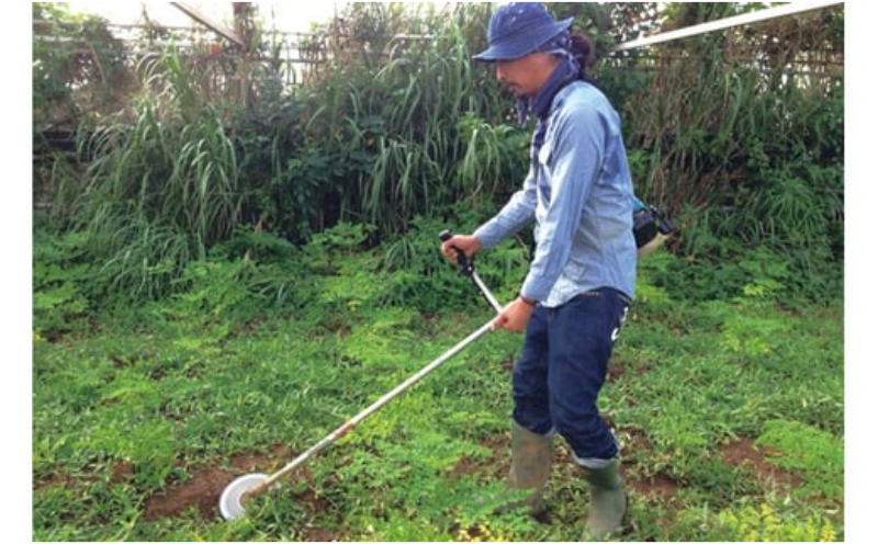 奇跡の植物＜モリンガ＞ティーバッグ（2個セット） ☆ お茶 読谷村産 沖縄 お手軽 持ち運び 便利