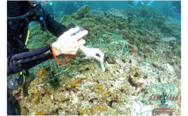 【SeaSeed】養殖サンゴ　1株の移植放流