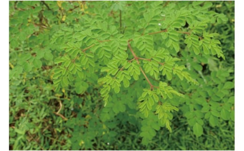 å¥è·¡ã®æ€ç©ïŒã¢ãªã³ã¬ïŒã¿ãã¬ããïŒ2åã»ããïŒ â èªè°·æç£ æ²çž ãæè»œ æã¡éã³äŸ¿å© æ 逿ºç¹ ã¹ãŒããŒããŒã