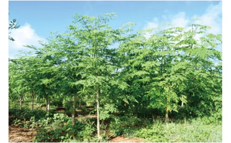 å¥è·¡ã®æ€ç©ïŒã¢ãªã³ã¬ïŒããŠããŒïŒ2åã»ããïŒ â ãè¶ ãæè»œ æã¡éã³ æ²çž èªè°·æç£