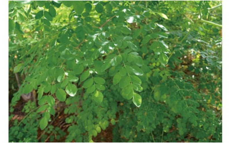 奇跡の植物＜モリンガ＞タブレット・パウダー・ティーバッグ（３点セット） ☆ 読谷村産 沖縄 セット お試し お茶 粉末 飲みやすい