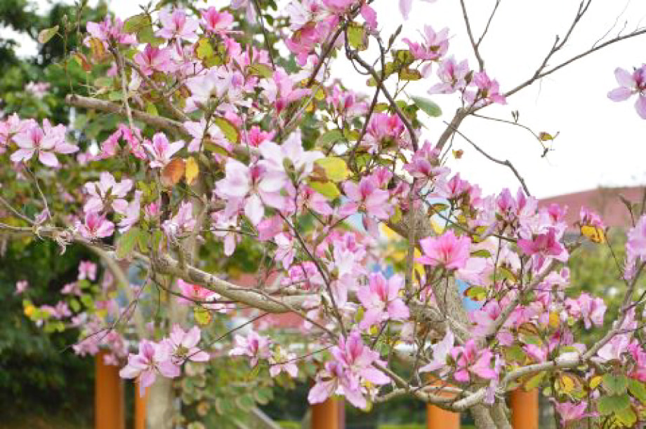 人・自然・地球にやさしいまちづくりに関する事業