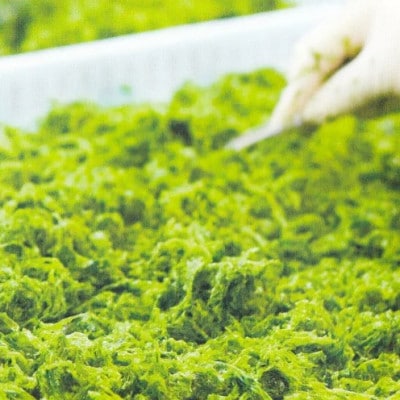 干潟の恵み!北中城の海の幸　琉球アーサスープ!毎日美味しく1年分【365個】【1713305】