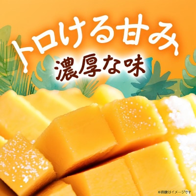 【2026年8月から順次発送・贈答用】JAおきなわ厳選 幻のキーツマンゴー2kg(2〜3玉)【配送不可地域：離島】【1724305】