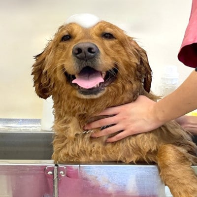ãPet Club OCEANãããªãã³ã°ãã±ãã(15.000åå)ã1478779ã