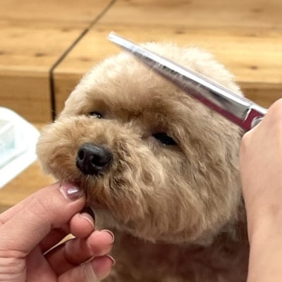 ãPet Club OCEANãããªãã³ã°ãã±ãã(15.000åå)ã1478779ã