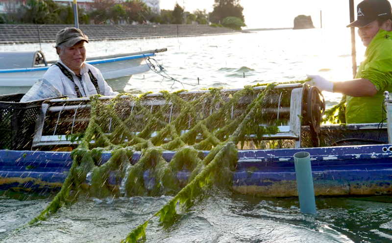 ããããšã¢ãŒãµããããã6åå
¥ãÃ2ç®±ã»ãããã¢ãŒãµã®å®éã ããŒã ããã éç æåªç§è³ åè³ ç°¡å å
è¡äºçŽ å€é£ ä¿åé£ éåžžé£ ãŸãšãè²·ã ã»ãã æµ·è» ãã«ã·ãŒ ç°¡å æè»œ ãµãããšçŽçš éæç¡æ åäžåæ æ²çžç