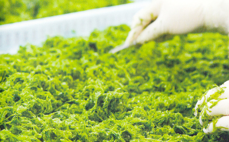 琉球アーサスープ お茶漬けセット 梅味 沖縄県 北中城村産 4g 6袋 4.5g 4袋 各2セット 計20食 あおさのり あーさ ひとえぐさ スープ 海藻 栄養 健康 ビタミン ミネラル 食物繊維 緑黄色野菜 お吸い物 沖縄そば 天ぷら だし巻き卵 長寿 抗酸化作用 佐敷中城漁業協同組合