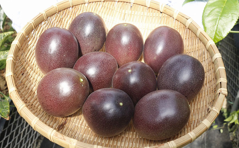 【2026年発送】生産者直送！井上さんのパッションフルーツ1kg お取り寄せ フルーツ 南国 国産 デザート 家庭用 産地直送 農家直送 果物 くだもの ご当地 期間限定 数量限定 リリコイ 先行予約 先行受付 おきなわ 沖縄県産 沖縄 北中城村