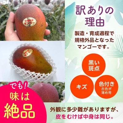 【2027年6月から順次発送・訳あり】アップルマンゴー2.0kg(4〜6玉)【配送不可地域：離島】【1768530】