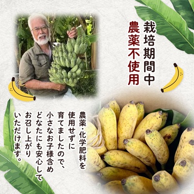 西原町の栽培期間中農薬不使用のナムワバナナ3kg【1616143】