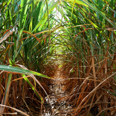 万能タレ「サトウキビから取っタレ!!」300ml×3袋【1545146】