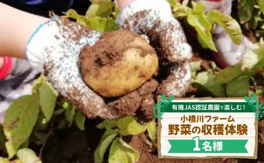 有機JAS認証農園で楽しむ!小橋川ファーム野菜の収穫体験1名様【1666288】