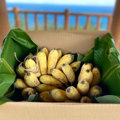 ãæ¯æå®æäŸ¿ã西åçºã®æ œå¹æéäžèŸ²è¬äžäœ¿çšã®ãã ã¯ããã3kgå
š3åã4069633ã