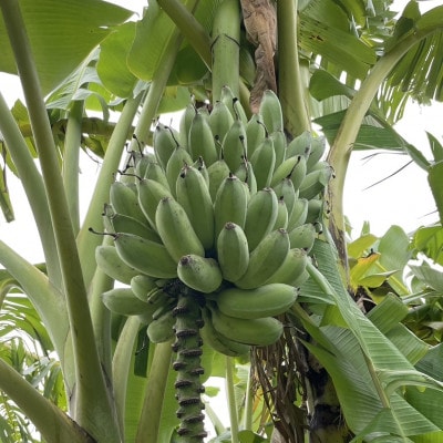 åãããŠè¿œç!食ããæ²çžã¢ããã«ããã2kgã1640917ã