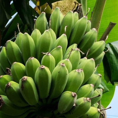 ãæ¯æå®æäŸ¿ã西åçºã®æ œå¹æéäžèŸ²è¬äžäœ¿çšã®ãã ã¯ããã3kgå
š3åã4069633ã