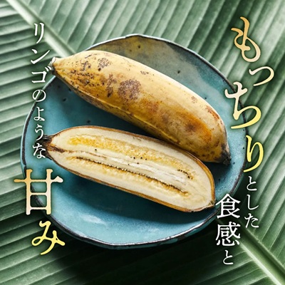 西原町の栽培期間中農薬不使用のナムワバナナ10kg【1616149】
