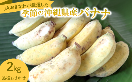 JAおきなわが厳選!季節の沖縄県産バナナ約2kg(旬の品種おまかせ)【1694030】