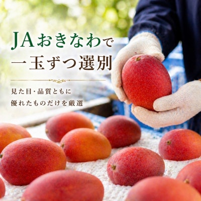 縲2026蟷エ6譛医°繧蛾谺。逋コ騾√サ蛹也イァ邂ア縲遷A蜴ウ驕ク縺ョ繧「繝繝励Ν繝槭Φ繧エ繝シ1kg(2縲3邇)縲宣埼∽ク榊庄蝨ー蝓滂シ夐屬蟲カ縲代1494042縲