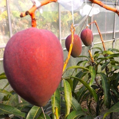 ã2025幎6æã7æé ã®çºéã»èŽççšã西åçºã®å®çãã³ãŽãŒ1kgãé
éäžå¯å°åïŒé¢å³¶ãã1489412ã