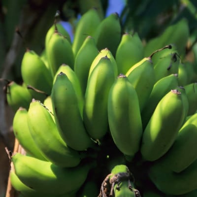 JAãããªããå³éž!å£ç¯ã®æ²çžçç£ãããçŽ2kg(æ¬ã®åçš®ããŸãã)ã1694030ã