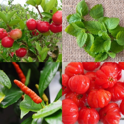 沖縄の食材を使用した季節のパウンドケーキ2本セット【配送不可地域：離島】【1503606】