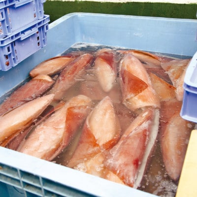 せーいか お刺身用 約2kg(10〜18柵)【配送不可地域：離島】【1549419】