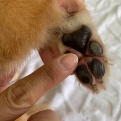 女性獣医師が犬と飼い主のために作ったナチュラルマルチバーム for Dog【1549178】