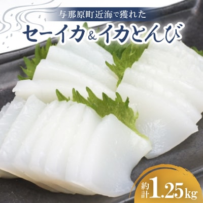 セーイカ1kg イカとんび250g お刺身用 約1.25kg【配送不可地域：離島】【1564534】