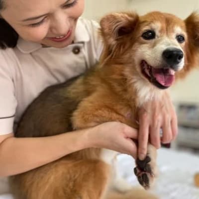 女性獣医師が犬と飼い主のために作ったナチュラルマルチバーム for Dog【1186363】