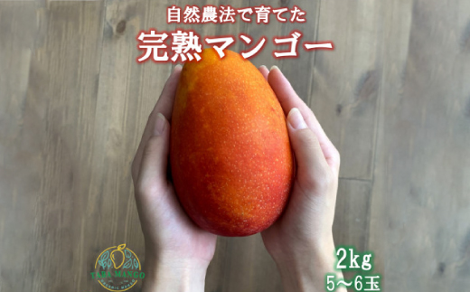 【2026年6月から順次発送】田場農園の栽培期間中農薬不使用マンゴー2kg(5〜6玉)【配送不可地域：離島】【1386744】