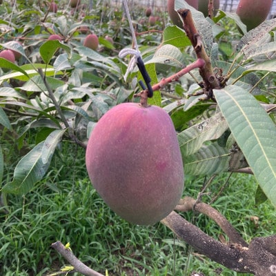 【2026年6月から順次発送】田場農園の栽培期間中農薬不使用マンゴー1kg(2〜3玉)【配送不可地域：離島】【1406103】