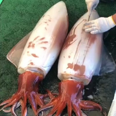 セーイカ2kg イカとんび500g お刺身用 約2.5kg【配送不可地域：離島】【1571052】