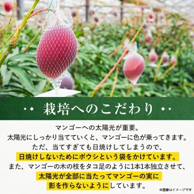 【発送月固定定期便】2026年発送マンゴー2種の食べ比べセット 全2回【配送不可地域：離島】【4012836】