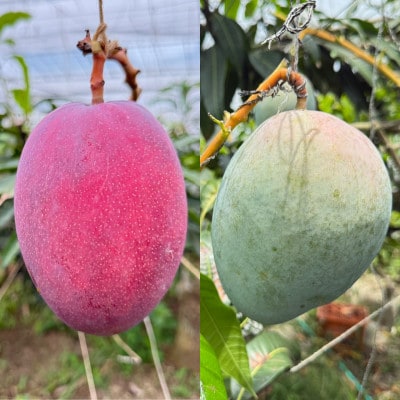 【発送月固定定期便】2026年発送マンゴー2種の食べ比べセット 全2回【配送不可地域：離島】【4012836】