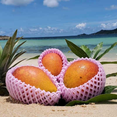 【2026年6月から順次発送】田場農園の栽培期間中農薬不使用マンゴー1kg(2〜3玉)【配送不可地域：離島】【1406103】