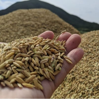 泡盛 てるしの島 25度 720ml【1627774】