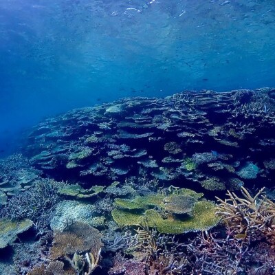 スキンダイビング(2名様2時間コース)【1536044】