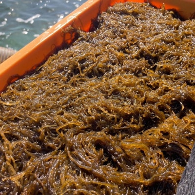 【海産物きむらや】伊平屋島産の味付もずく4P(60g×3個)&生もずく270g×4袋【配送不可地域：離島】【1716359】