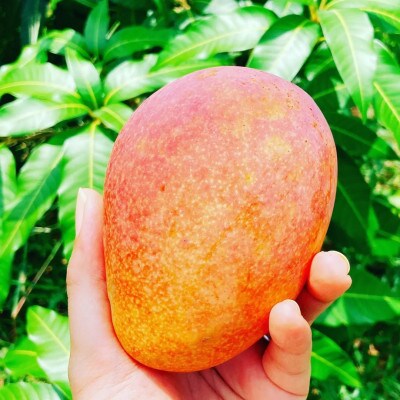 ã2026幎7æé çºéãé¢å³¶ã®æµã¿ãå®çãã³ãŽãŒ1.5kgãé
éäžå¯å°åïŒé¢å³¶ãã1497087ã