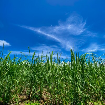 沖縄県産黒糖使用 黒糖防災缶130g×24缶【1731215】