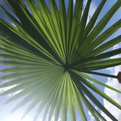 èªçæ€ç©ã®æã¬ãã(ãã«ãŒ)ãšããã£ã³ãã¹ããŒãããã°ããã€ããŒã1505135ã