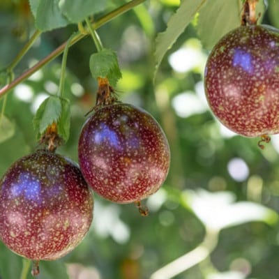 ãããã«ã«ãªå³ããã®ããã·ã§ã³ãã«ãŒãã1kgãé
éäžå¯å°åïŒé¢å³¶ãã1618370ã