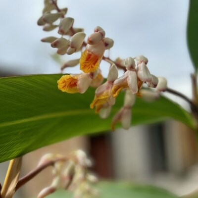 ææ¡ãã¢ã¹ãârope(SILVER)ã1505354ã