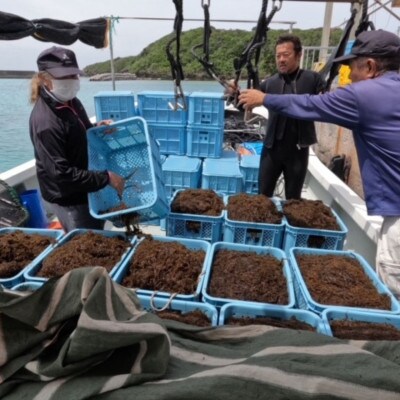 シャキシャキ 太もずく 2.0kg(400g×5パック)塩もずく【配送不可地域：離島】【1544690】