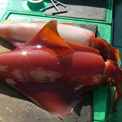 もちっと食感のセーイカ1kg【配送不可地域：離島】【1497098】