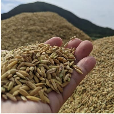 てるしの島 25度 1本(720ml) & 泡盛 照島 30度 1本(720ml)【1627781】