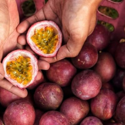 ãããã«ã«ãªå³ããã®ããã·ã§ã³ãã«ãŒãã1kgãé
éäžå¯å°åïŒé¢å³¶ãã1618370ã