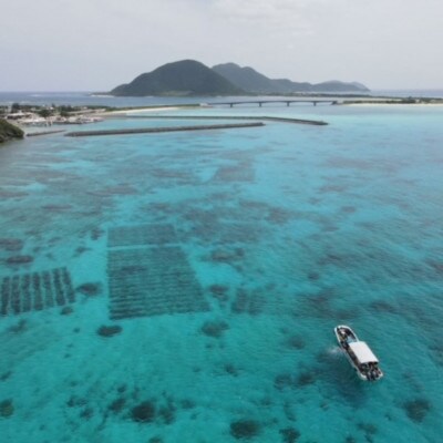 シャキシャキ 太もずく 2.0kg(400g×5パック)塩もずく【配送不可地域：離島】【1544690】
