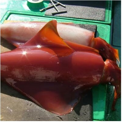 もちっと食感 セーイカ 2kg(4〜6柵)【配送不可地域：離島】【1544699】